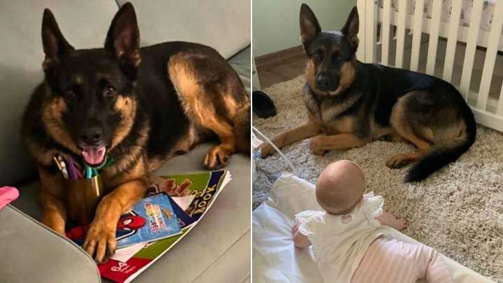 Death of German shepherd Arnie prompts Brisbane community action to protect pets caught up in crime