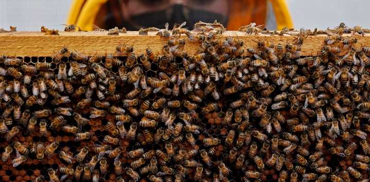 Investigadores del INTA usan biotecnología para reducir el impacto de un virus en las abejas