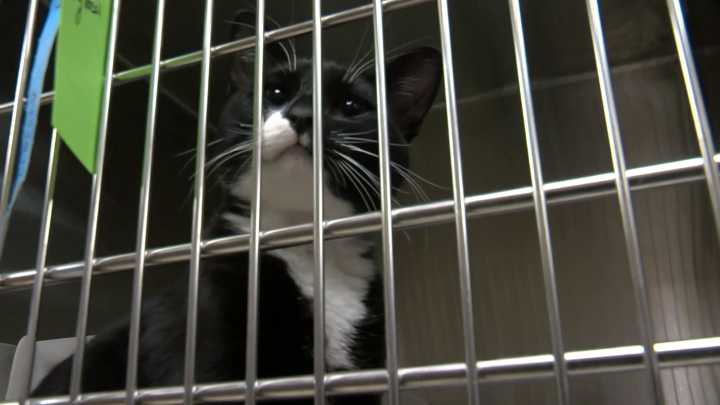 MADACC temporarily suspends intake of healthy cats due to increase in highly contagious virus