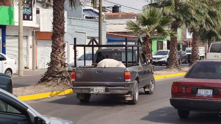 Entregan apoyos a 187 familias del campo en Salamanca con el programa “Mi Familia Productiva”