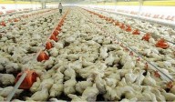Consumo de pollo en Venezuela es de 23 kilos per cápita