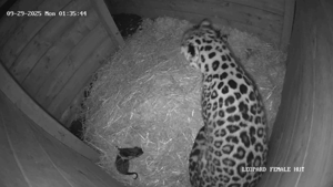 Rare leopard caught on camera giving birth at zoo
