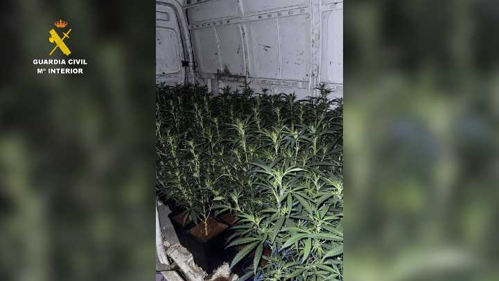 Pillan a un hombre y una mujer con 124 plantas de marihuana en el vehículo en el que viajaban