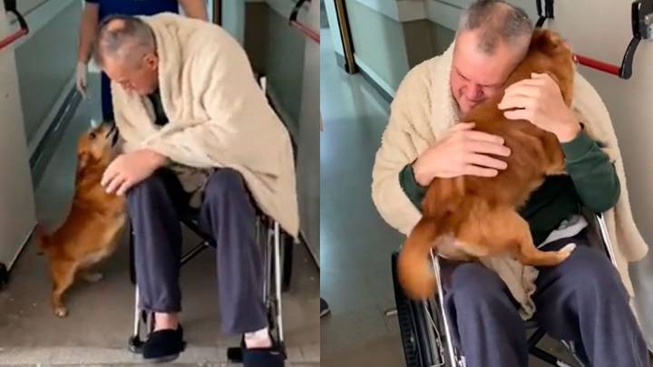 El video del reencuentro entre un hombre y su perro que emocionó a todos