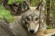 Harsh winters and fewer deer decreases wolf population