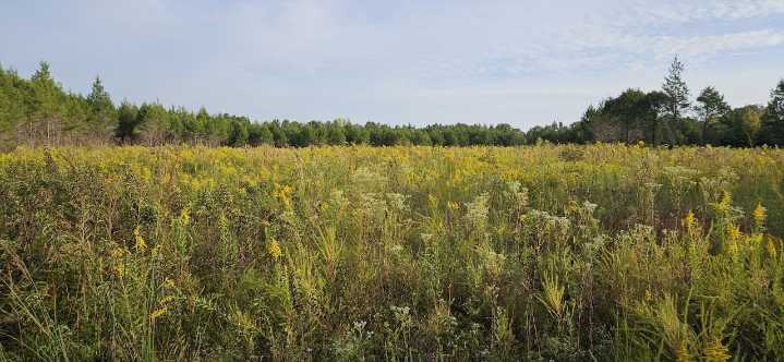 $17.5-million initiative gives Alabama Black Belt landowners money to restore prairie habitat