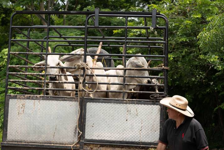 Extienden a todo el País cerco contra gusano barrenador