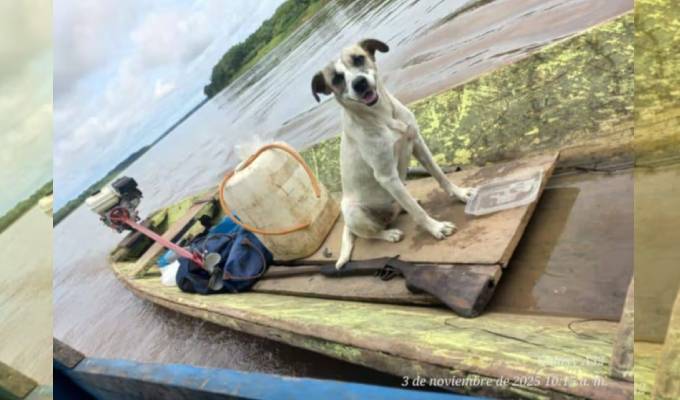 Aparece bote de agricultor desaparecido en el río Ucayali: solo su perrita sobrevivió