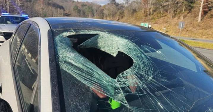 Bird of prey drops a CAT through stunned woman's car windscreen while driving
