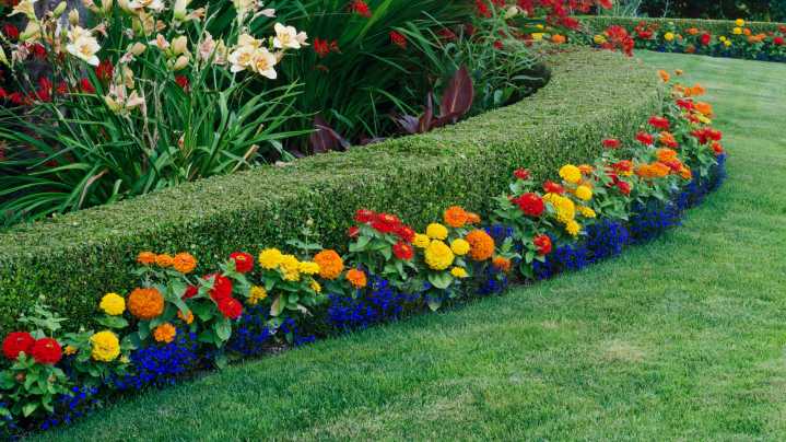 15 Beautiful Companion Plants To Grow With Evergreen Shrubs