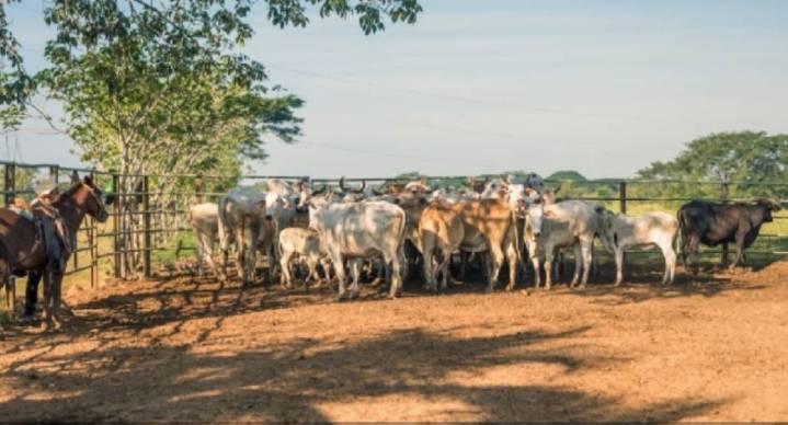 EEUU afirma ‘no estar listo’ para reabrir frontera  con México ante brote de gusano barrenador