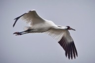 Endangered whooping cranes migrating through Oklahoma