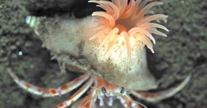 Pink sea anemone that ‘builds home’ for hermit crabs discovered