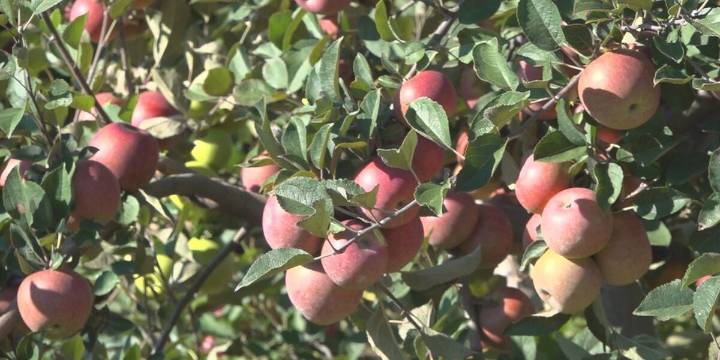 Grown Here at Home: Apple pickin’ season at Gross Orchard