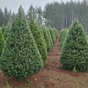 West Seattle Blog… | HOLIDAY BIZNOTE: Here’s who’s behind the return of Tony’s Trees