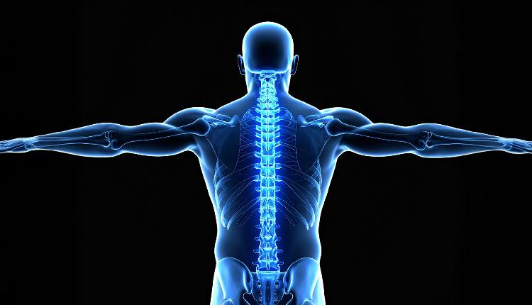 Japanese Researchers Successfully Regenerate Bone Using Stem Cells