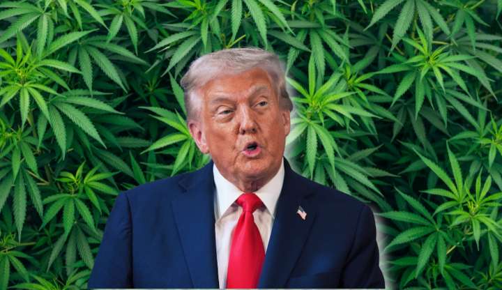 ‘A reckless betrayal’: Why the government’s reopening could destroy the hemp industry