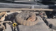 Santa Fe: otro lagarto overo apareció dentro de un auto y sorprendió a todos los vecinos