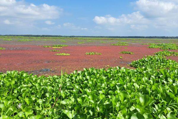 MinAmbiente lidera estrategia contra especie invasora en la Ciénaga Grande de Santa Marta