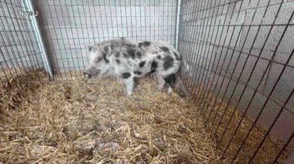Runaway pig finds new home