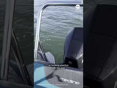 Seal escapes orca hunt by jumping onto wildlife photographer's boat