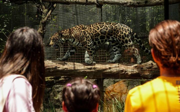 El jaguar en México: obra clave para su conservación