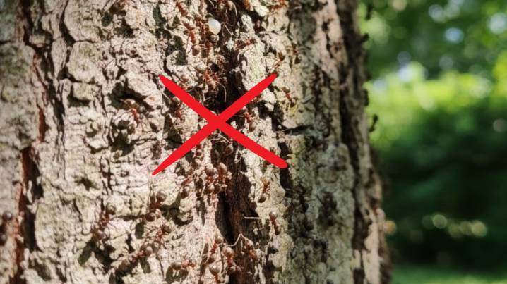 Adiós a las hormigas en los árboles: dos métodos simples para proteger tus plantas este verano