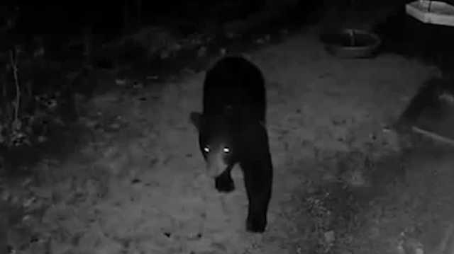 Bear spotted near Upper Burrell Township, Westmoreland County home