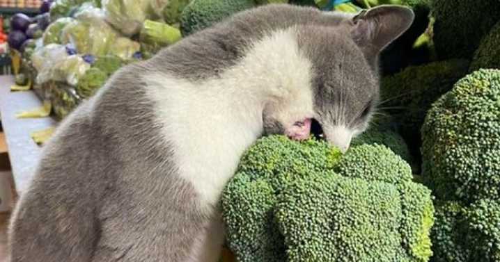 40 Cats Who Treated Convenience Stores Like Their Natural Habitat