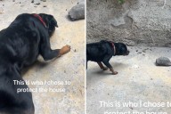 Trembling Rottweiler Determined To ‘Protect’ House