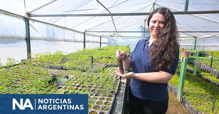 Cómo funciona el “multiplicador” de árboles para forestar campos cordobeses