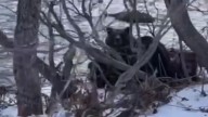 ¡Inesperada travesura en la costa! Una madre osa y sus adorables crías se llevan el botín de un pescador