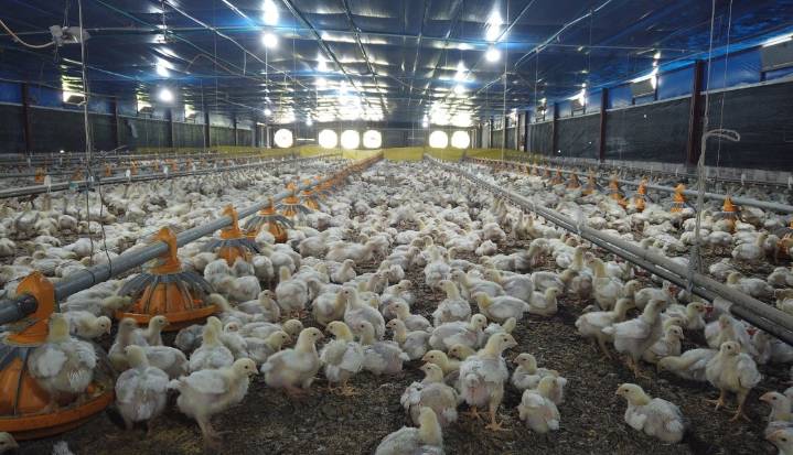 China levanta la prohibición a importaciones de aves de corral brasileñas tras cinco meses