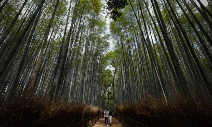 Japón pedirá en la COP30 más mitigación y cooperación ante la indiferencia de EE.UU.