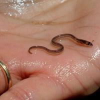 Haitian gangs getting rich off murky market for baby eels