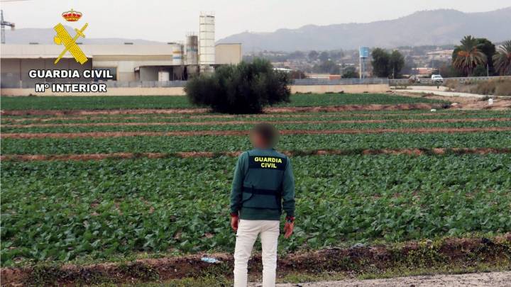 Localizadas diez mujeres en situación irregular y sin contrato recolectando pimiento en una finca de Totana