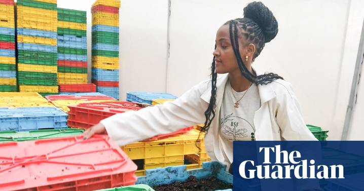 All the world loves a larva: the ‘amazing’ maggots at the centre of an agricultural revolution