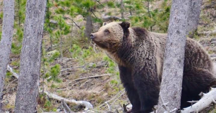 Has the Endangered Species Act done its job? Montana’s grizzlies put it to the test
