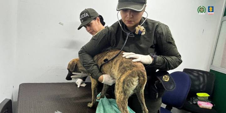 Hombre que golpeó a un perro porque se comió la carne de su almuerzo fue imputado por la Fiscalía