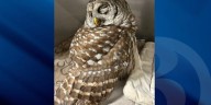 Injured owl rescued in Monroe, taken to wildlife rehab in CT