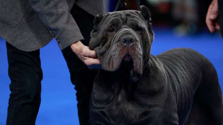 Stream The Thanksgiving Dog Show 2025 Online: Where to Watch for Free