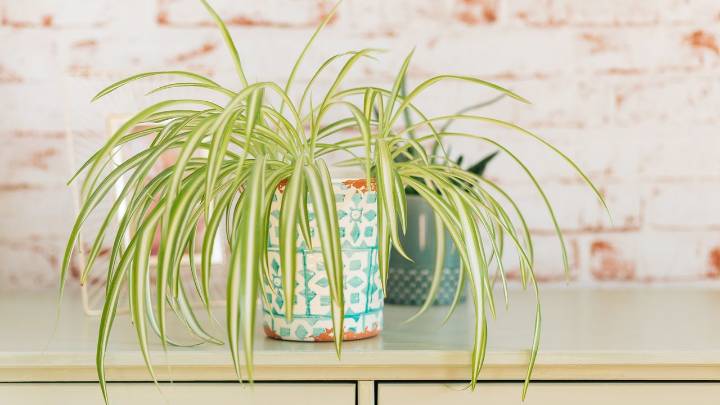 The popular houseplant is an air-purifying hero — and it can even tackle mold spores