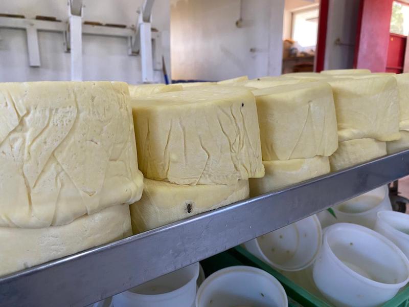 Autoridad Sanitaria prohíbe funcionamiento de fábrica de quesos en Vallenar