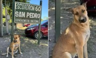 Imputaron y dictaron prisión preventiva a dos hombres por maltrato animal en Jujuy
