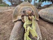 Muere “Gramma”, tortuga de Galápagos emblemática de San Diego