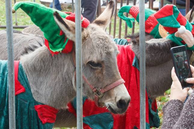 Town makes U-turn on nativity parade after backlash against using donkeys