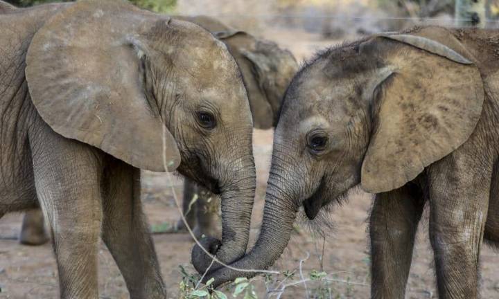 Métodos basados en ADN descubren más elefantes africanos de bosque, pero siguen en peligro