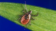 What to know about ticks as you head outdoors this winter