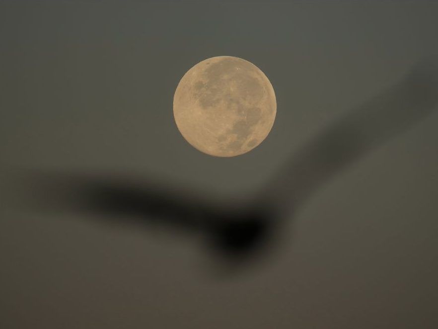How to spot November’s supermoon, the closest of the year