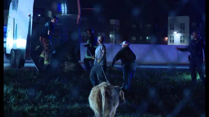 I-270 South in Hilliard reopens after loose cow on the freeway is captured